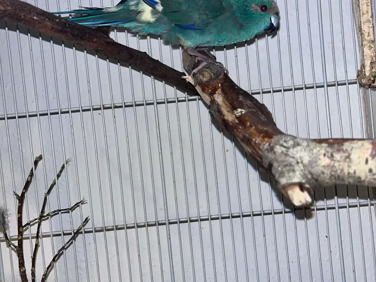 Billede 2 - Gedeparakit par - grøn og tyrkisk