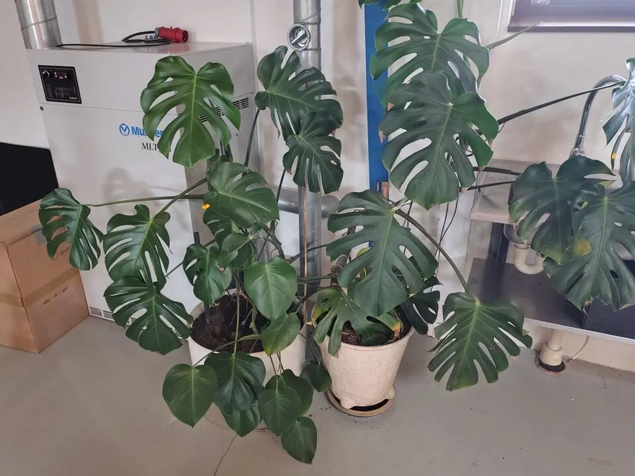 Billede 1 - To grønne planter i krukker