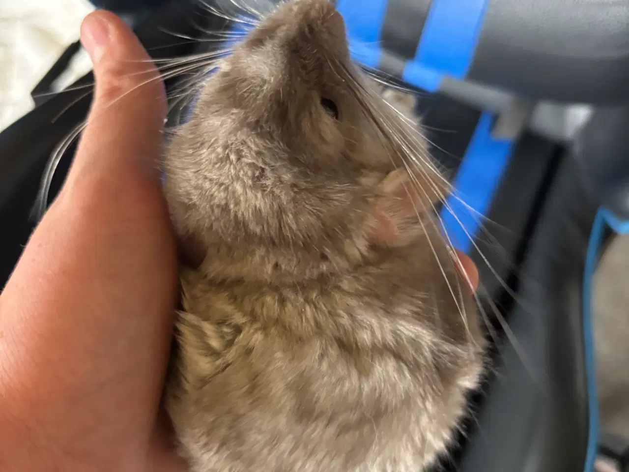 Billede 2 - Chinchilla unge seks uger gammel