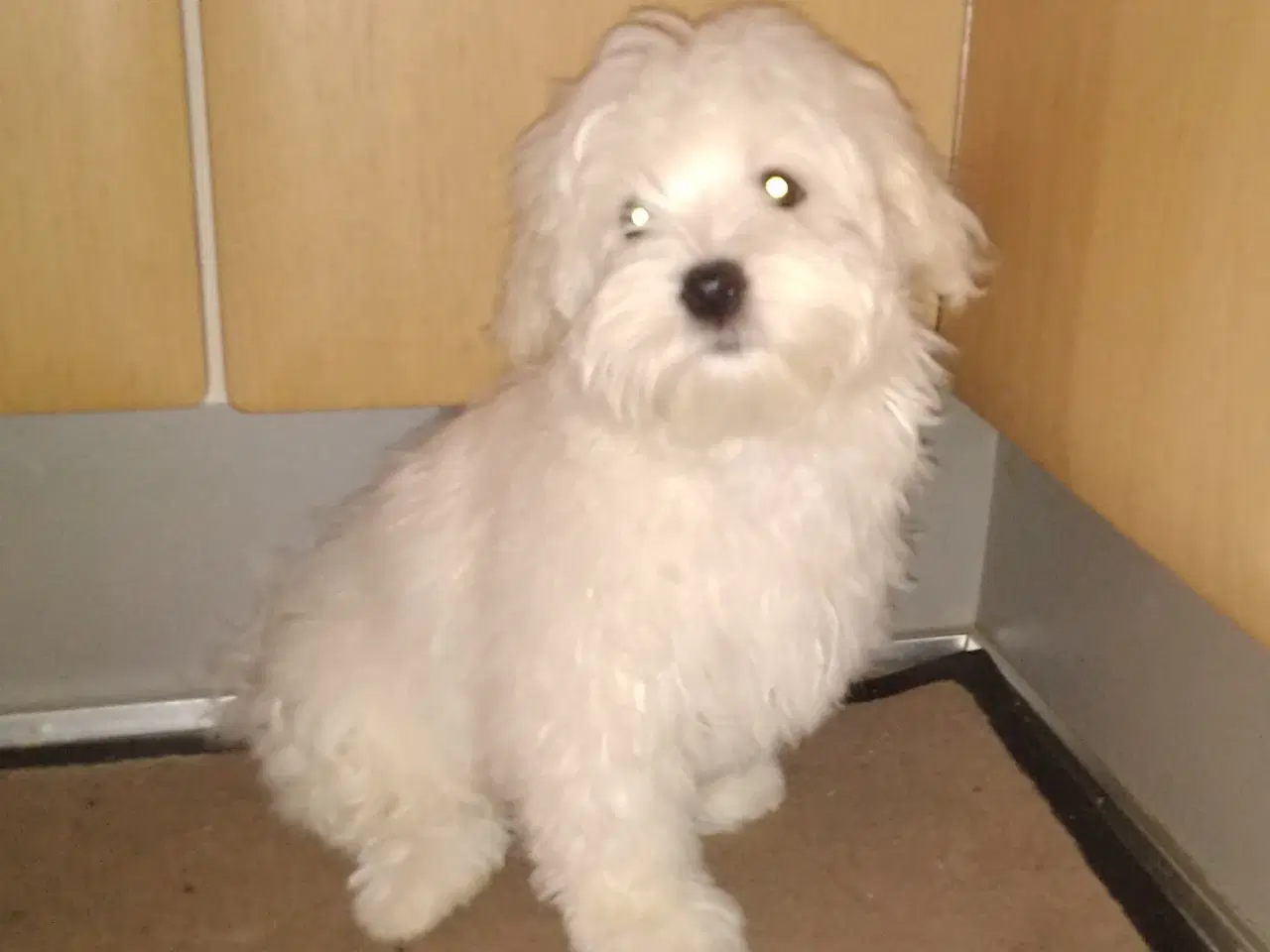 Billede 6 - Coton de Tulear 