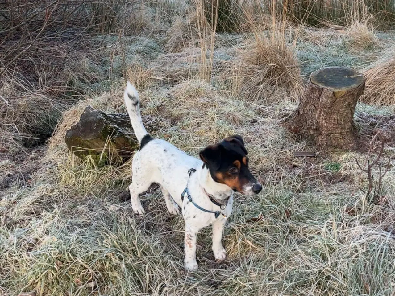 Billede 2 - Jack Russel Han 1 år 7 måneder