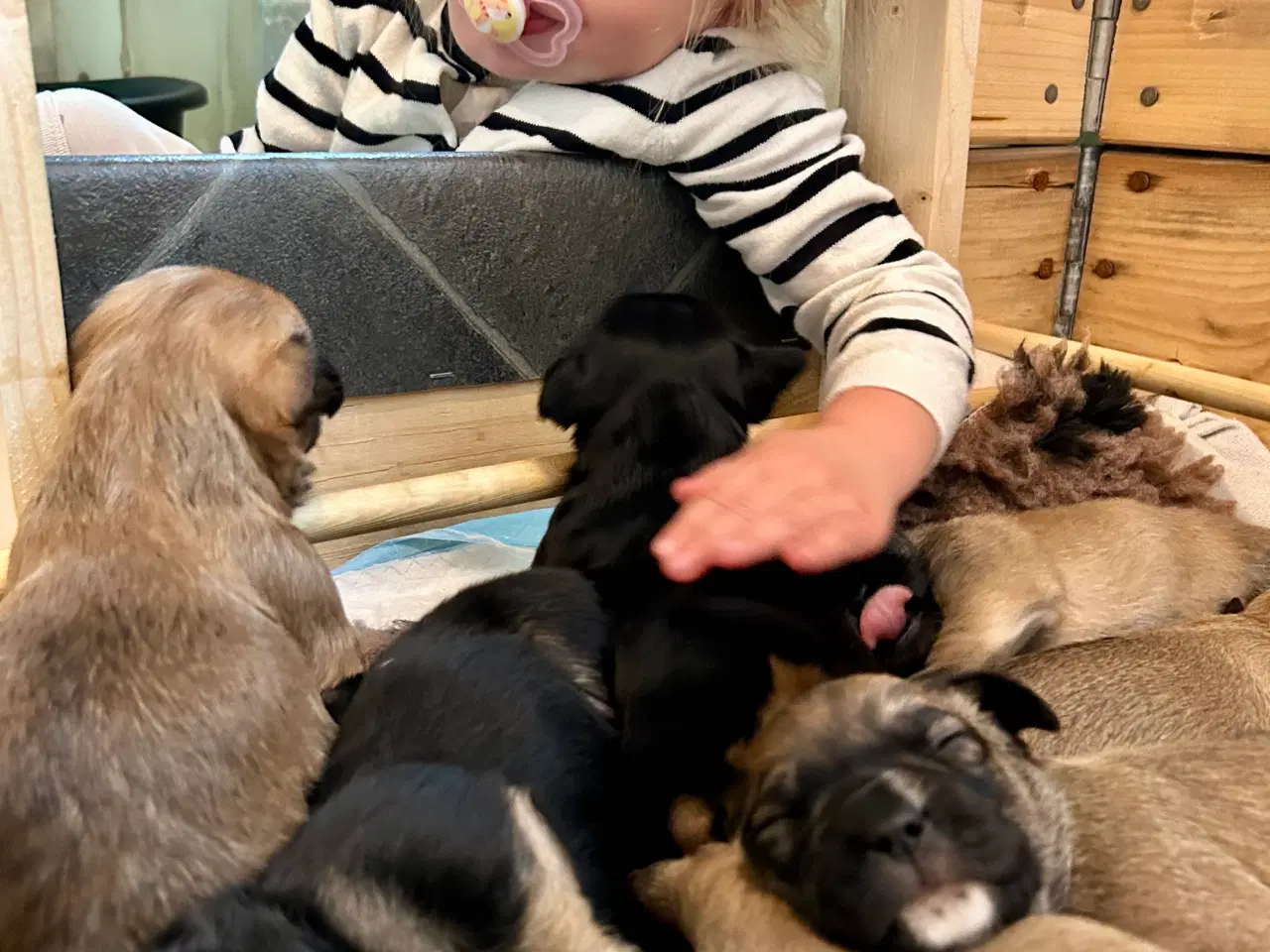 Billede 2 - Bull / Boxer / Beagle Blandnings Hvalpe