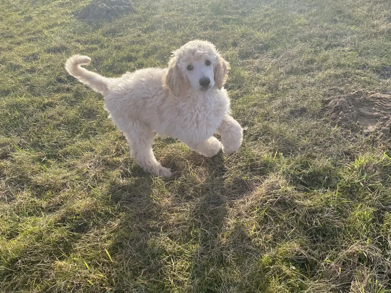 Billede 1 - Lækkert Stor pudel hanhvalp