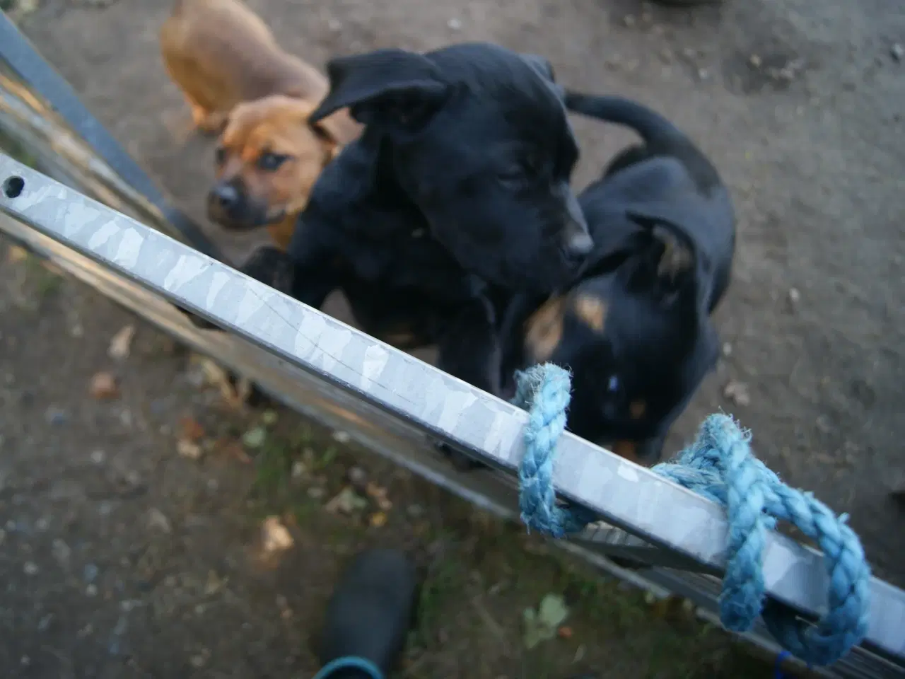 Billede 7 - 3 livlige og friske Cane Corso/ Rottweiler Hvalpe.