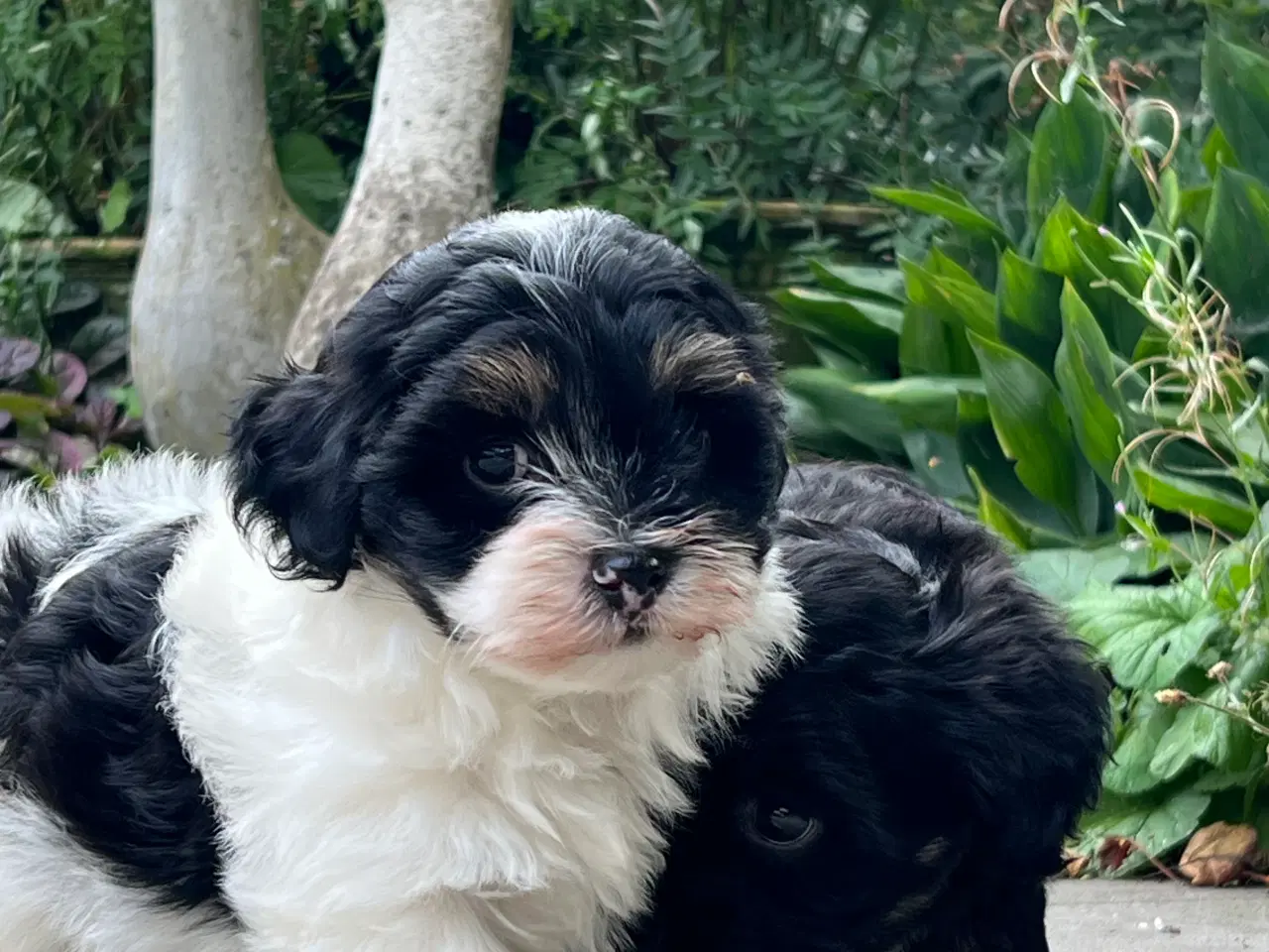 Billede 7 - 🐾Skønne familie hunde 🐾