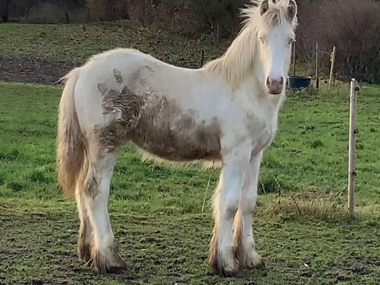 Billede 2 - Tinker hingsteplag i smuk farve