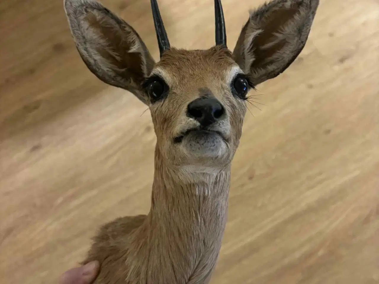 Billede 7 - Udstoppet / halsmonteret dyr