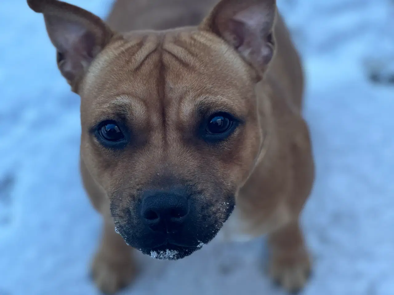 Billede 3 - Staffordshire Bull Terrier