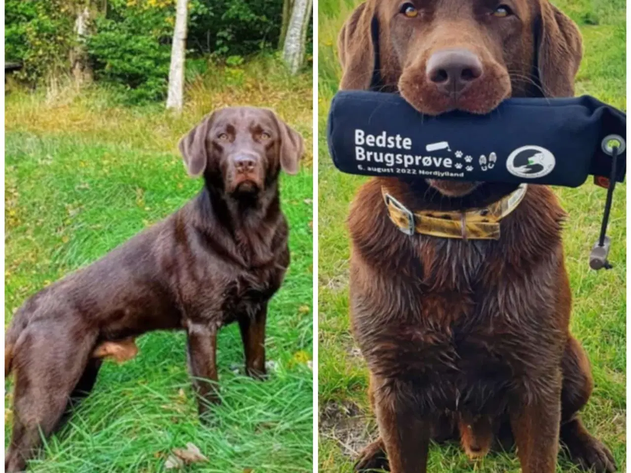 Billede 16 - Skønne brune labradorhvalpe sælges - 5 uger