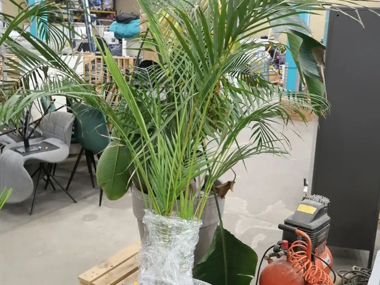 Billede 6 - Div. store planter i krukker