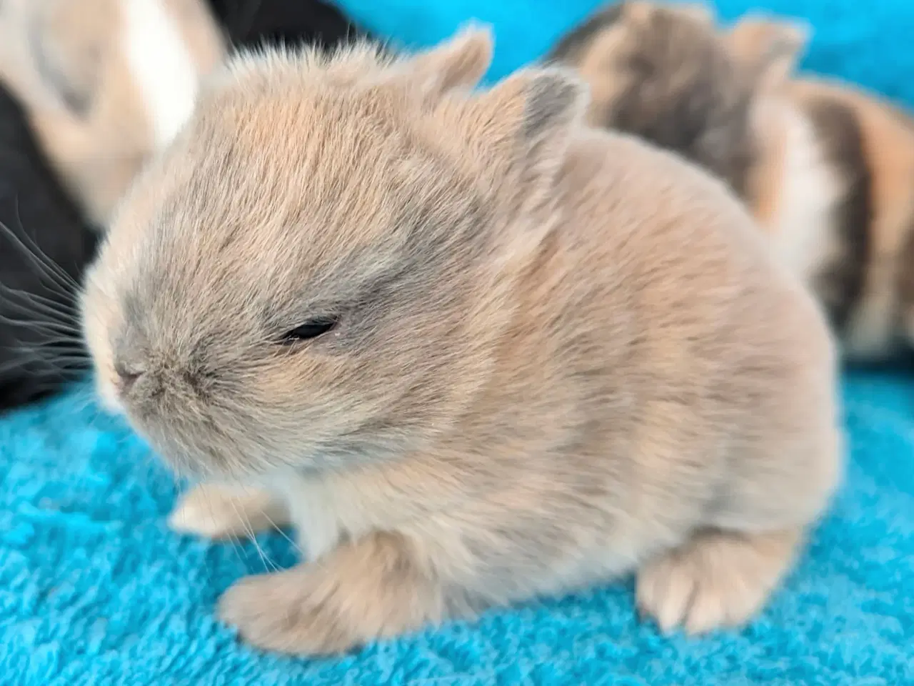 Billede 4 - Hermelin kaninunger 