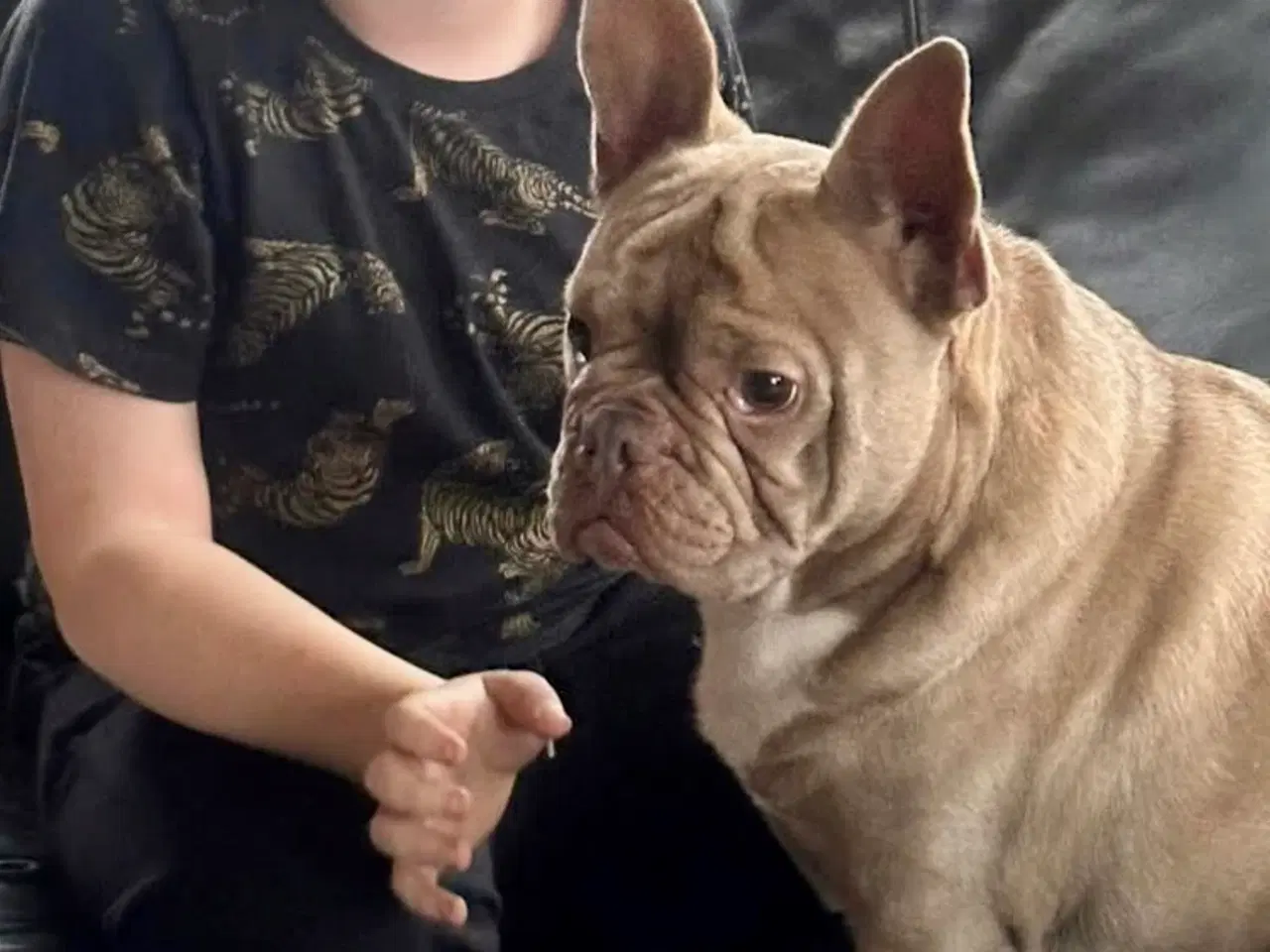 Billede 3 - Fransk Bulldog ( Speedy )