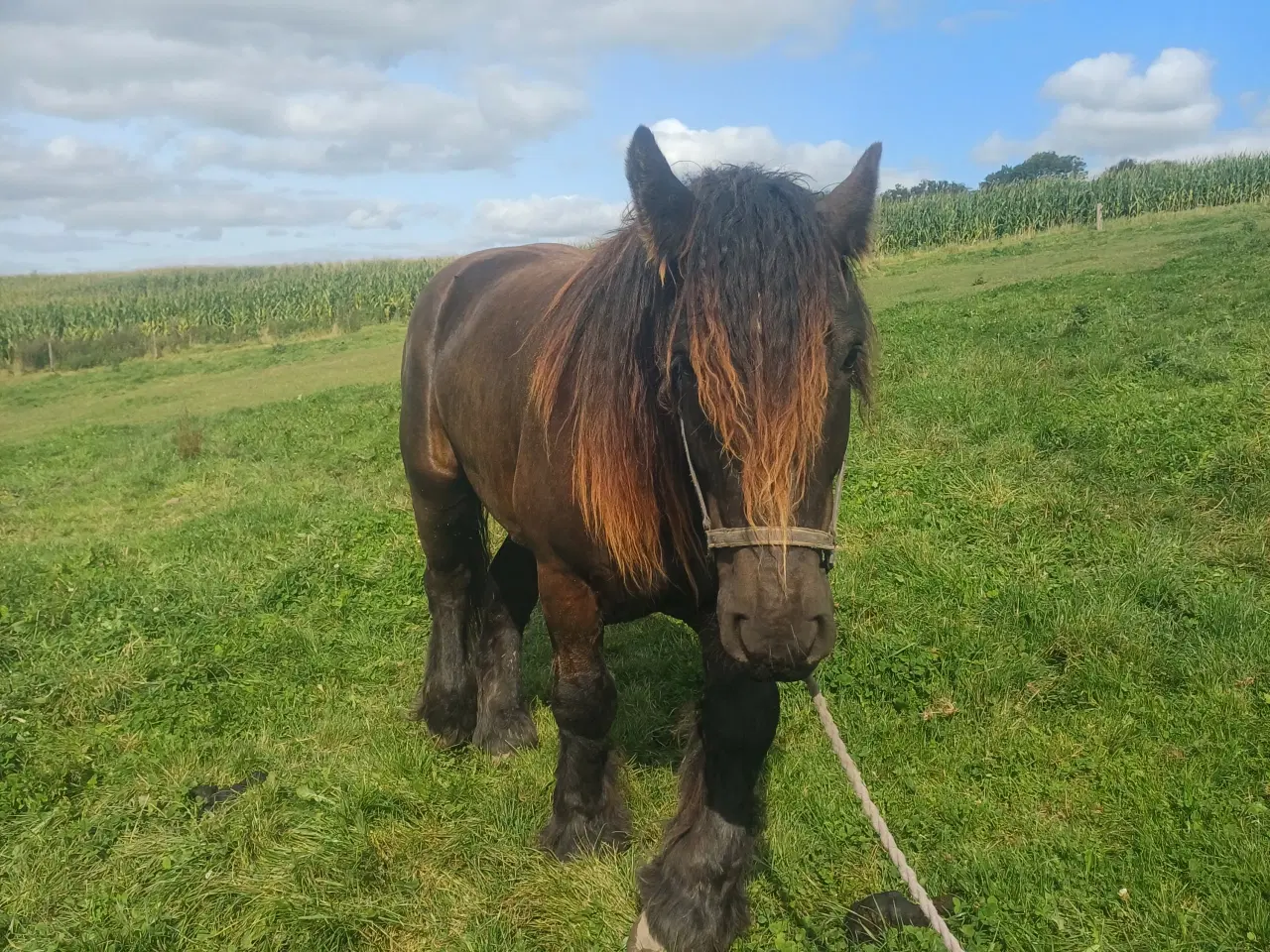 Billede 16 - Jysk hest, 2 års hingst