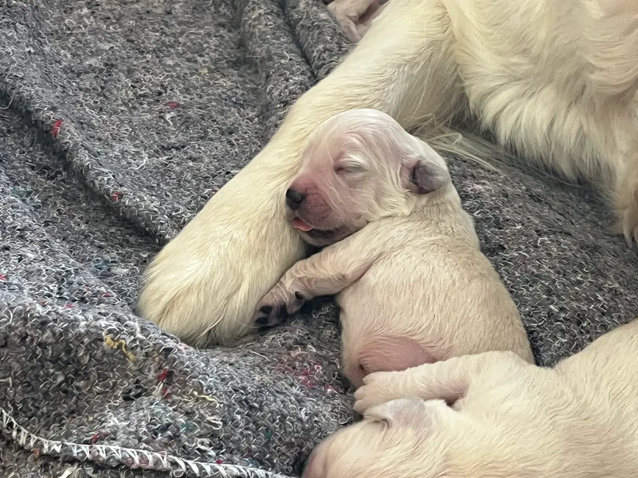 Billede 4 - Skønne Golden Retriever hvalpe til salg