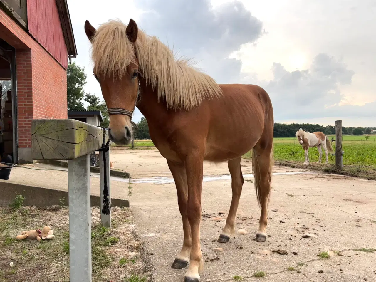 Billede 11 - Smuk islændervallak