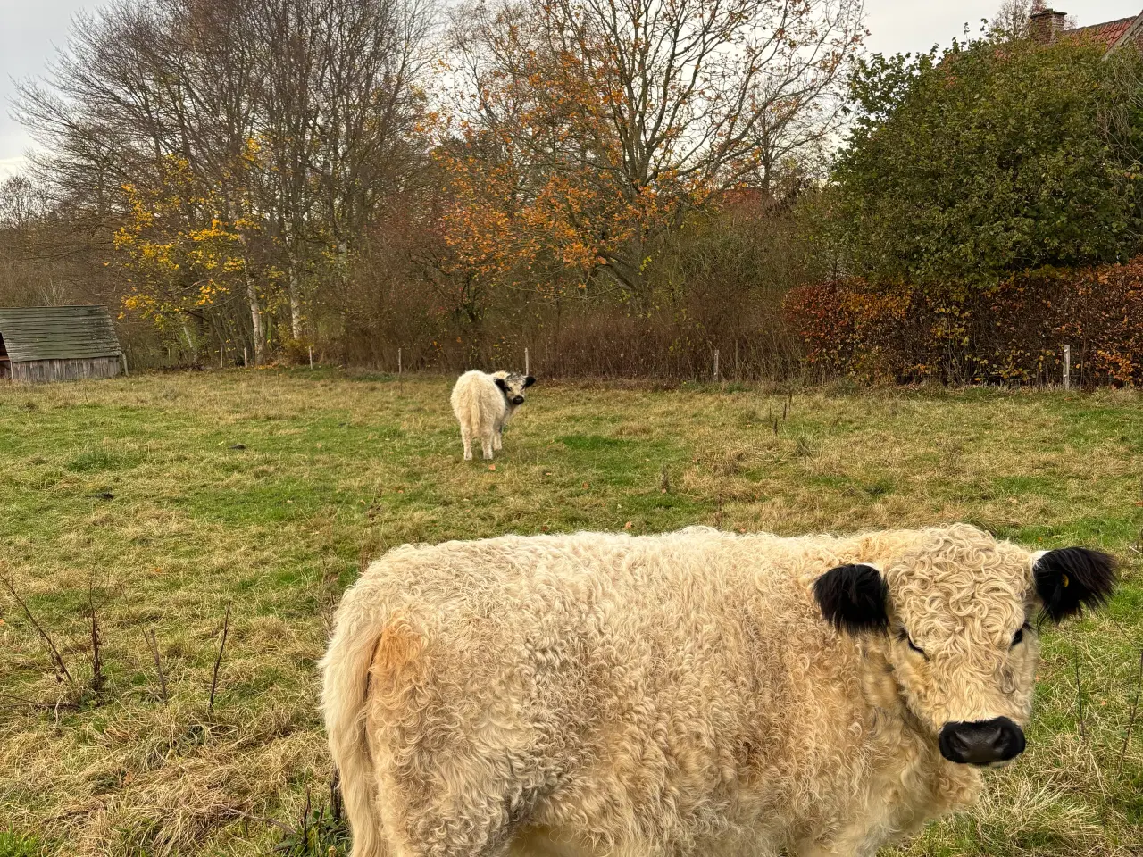 Billede 5 - Lille galloway besætning sælges