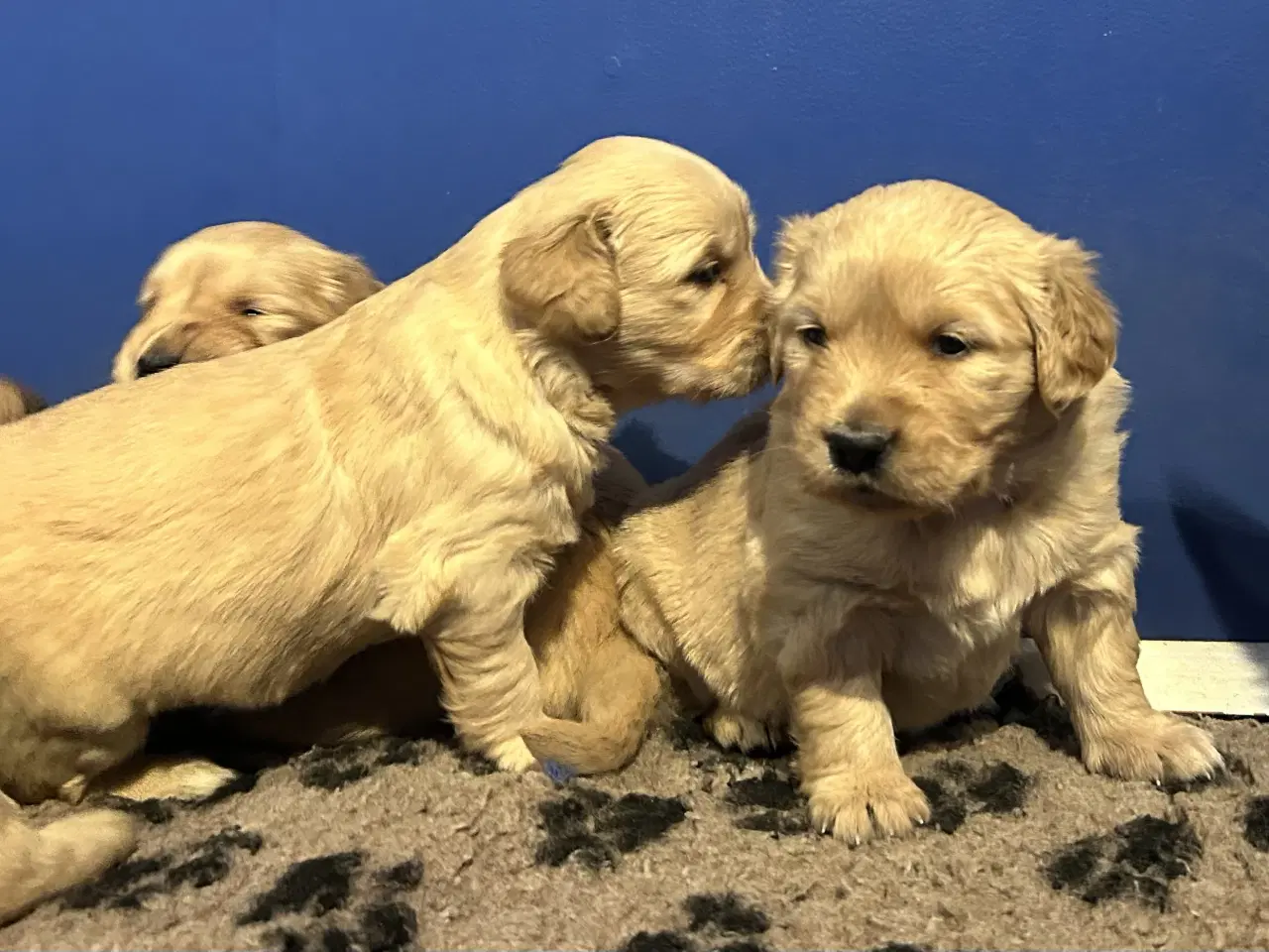 Billede 19 - Skønne Golden Retriever 