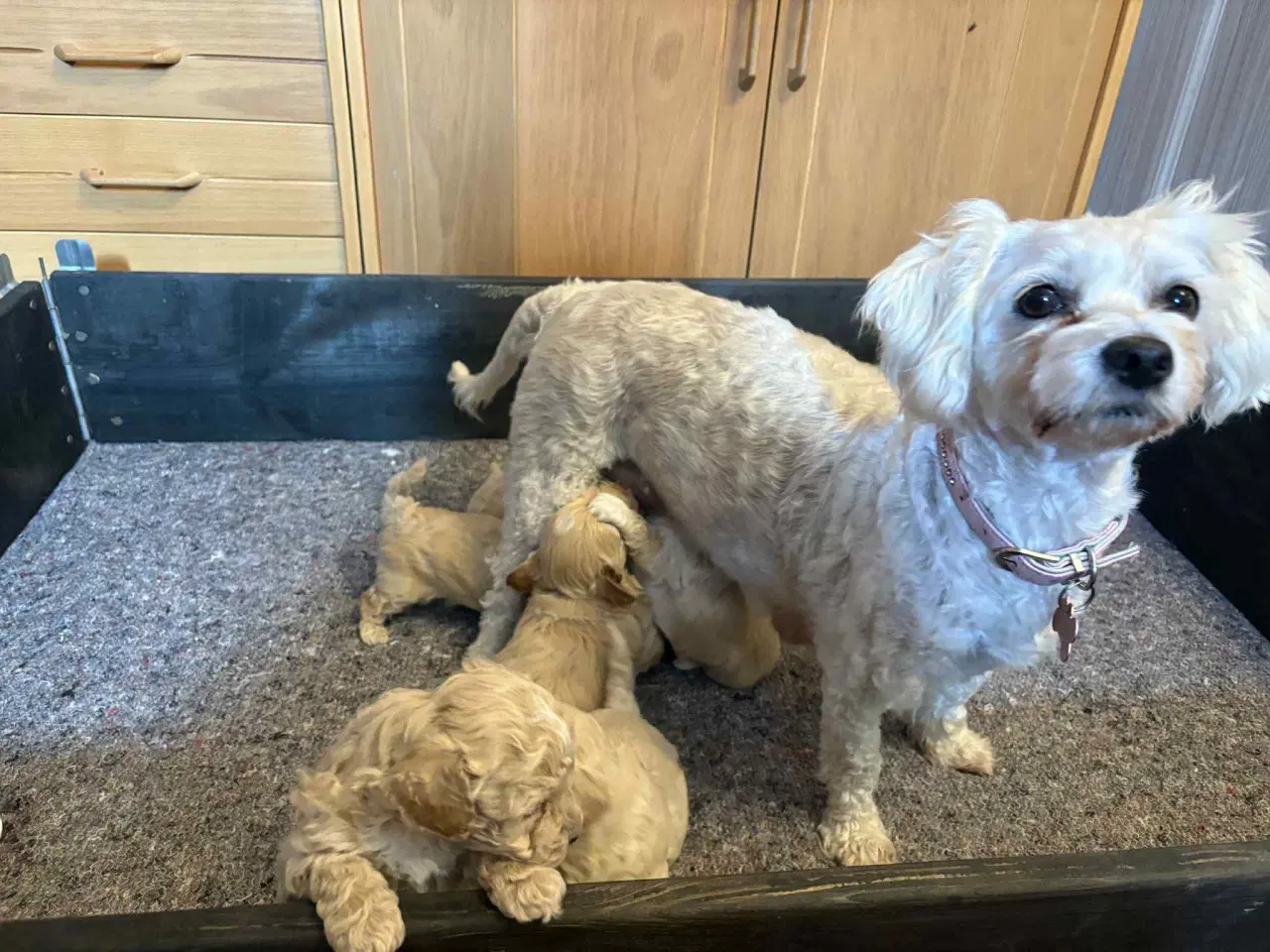 Billede 5 - Maltipoo