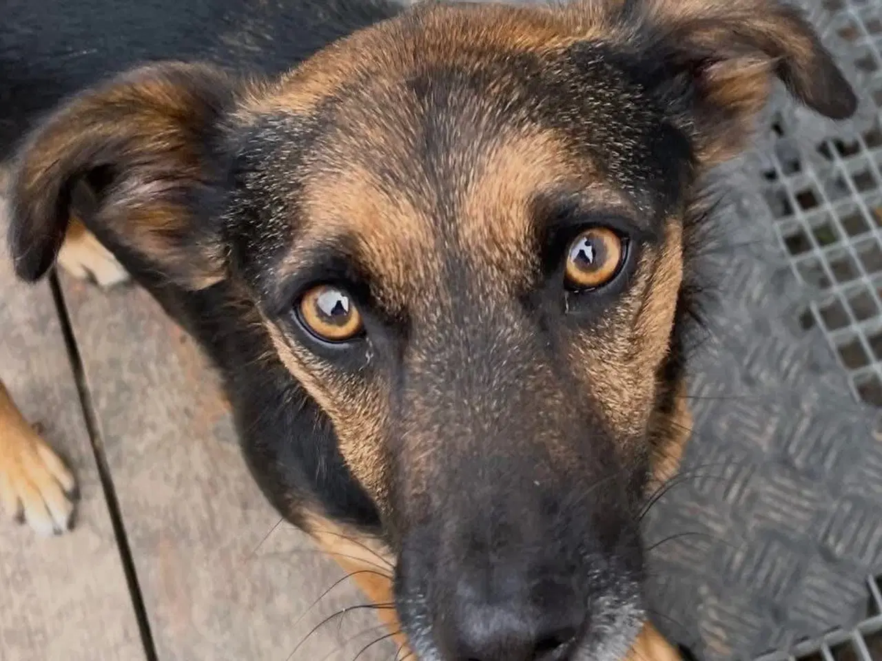 Billede 1 - ⭐️ Dejligste Ares søger sit 4-ever hjem ⭐️🏡🥰