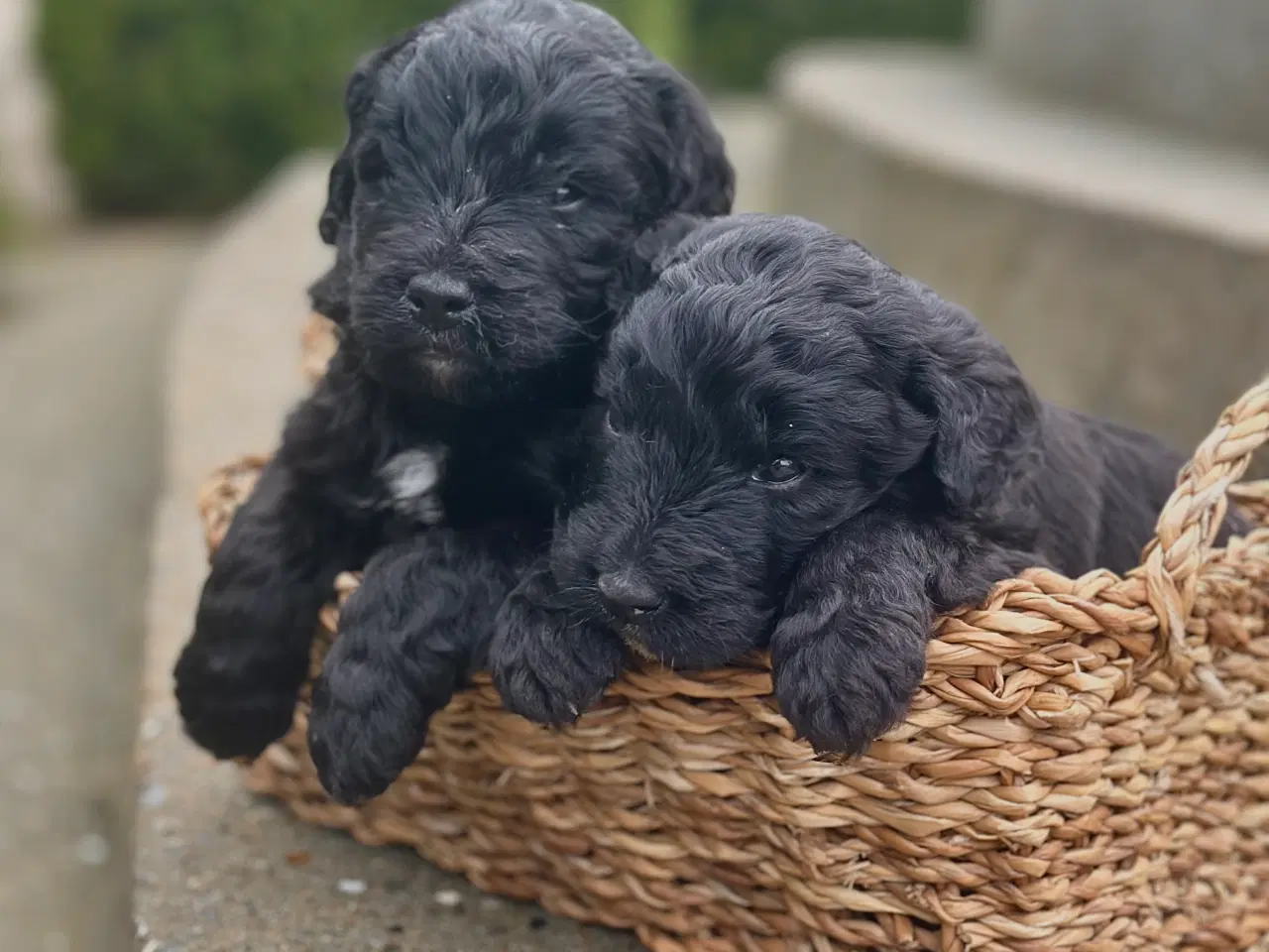 Billede 2 - BERNEDOODLE HVALPE 