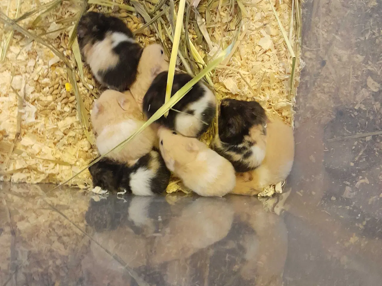 Billede 3 - Guld hamster unger