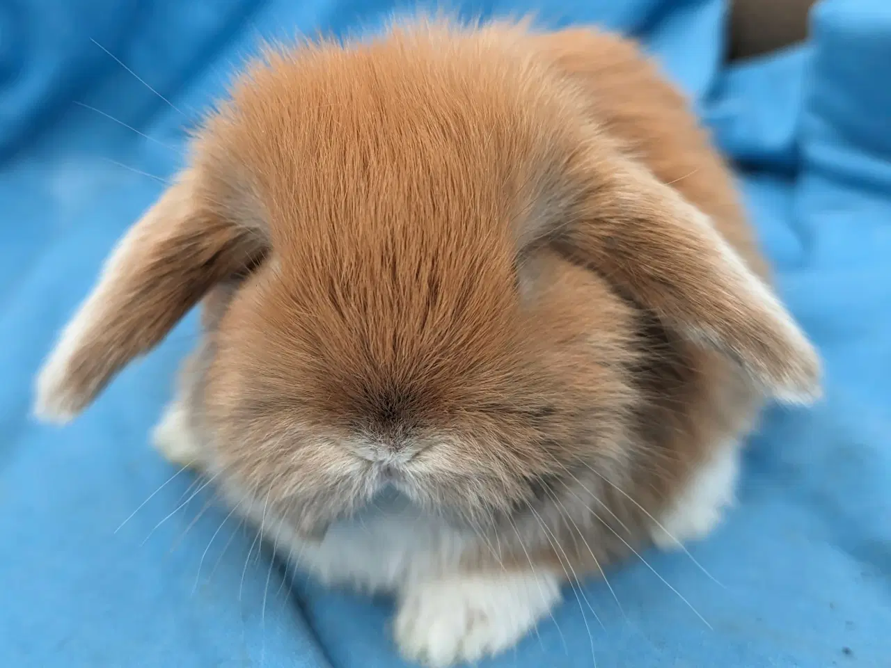 Billede 4 - Minilop kaninunge sælges 