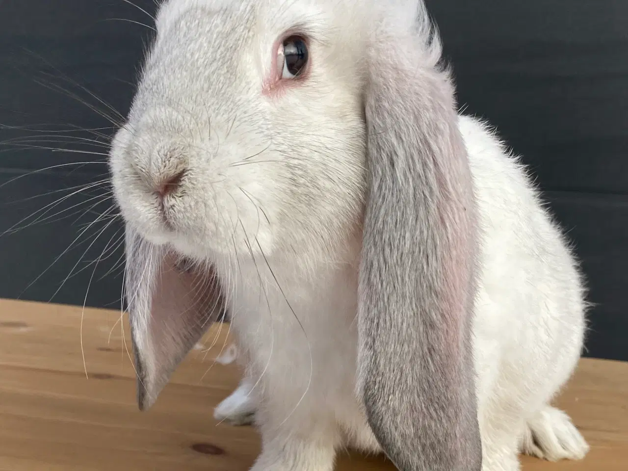 Billede 2 - FRANSK VÆDDER HAN SCHWARZGRANNEN