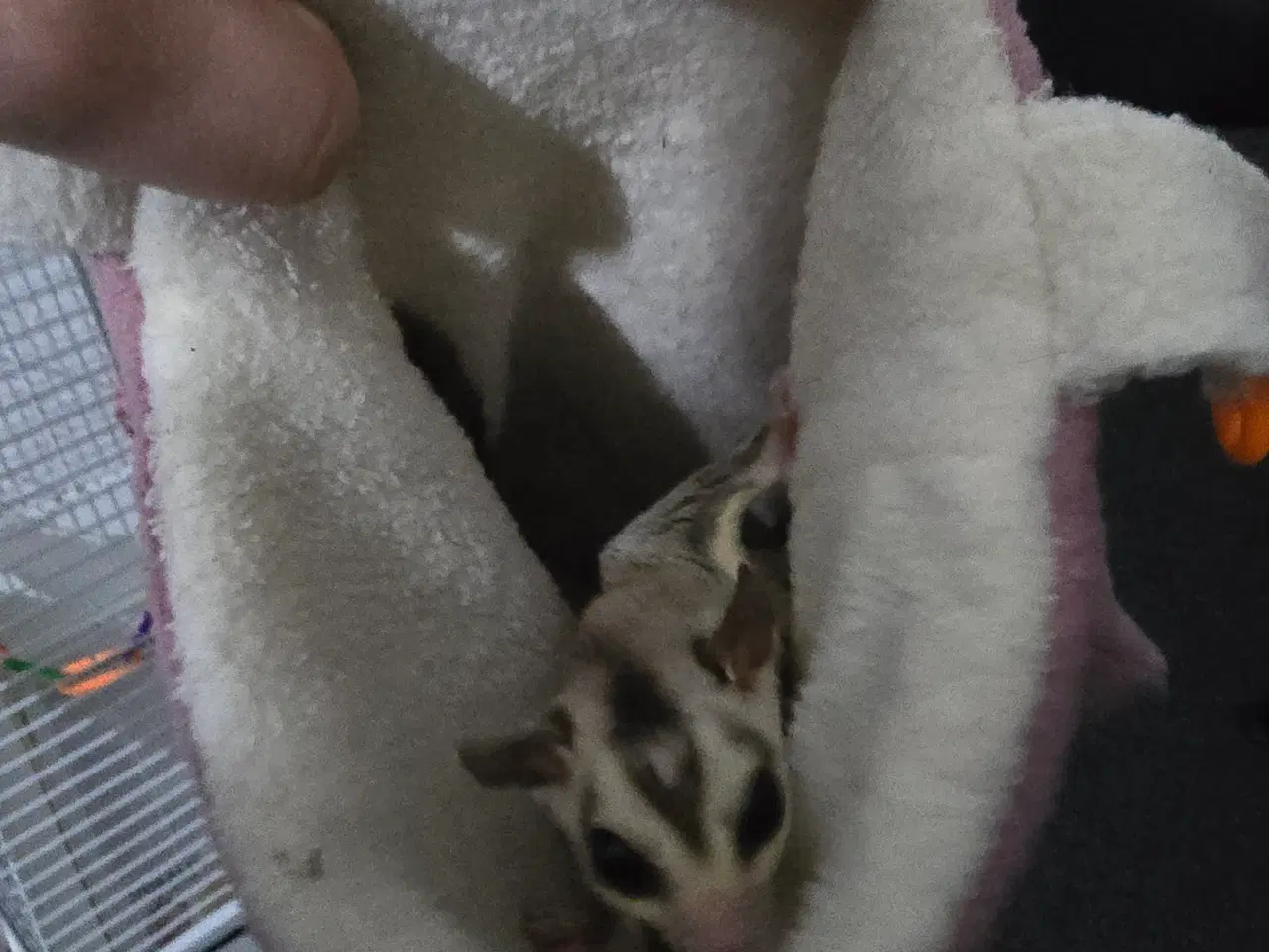 Billede 2 - Sugar glider