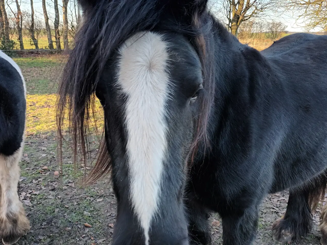 Billede 1 - Irish Cop vallak