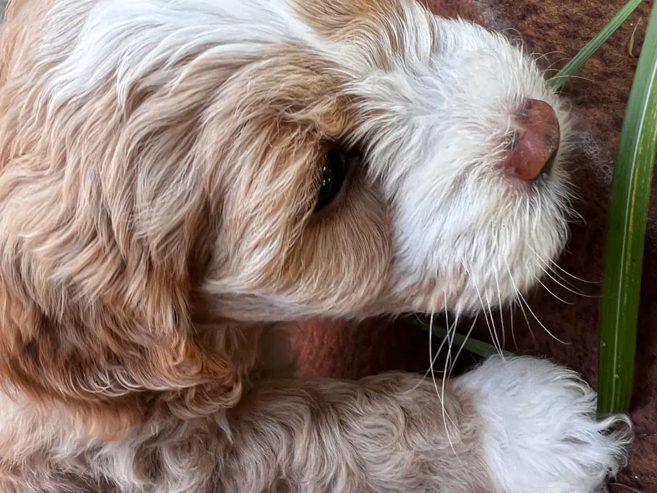 Billede 7 - Maltipoo hvalpe