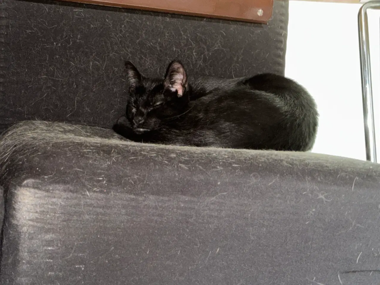 Billede 6 - Katte med sundhedbog 