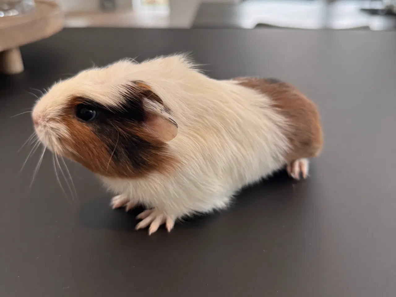 Billede 9 - Marsvin unger, 10 stk blandet