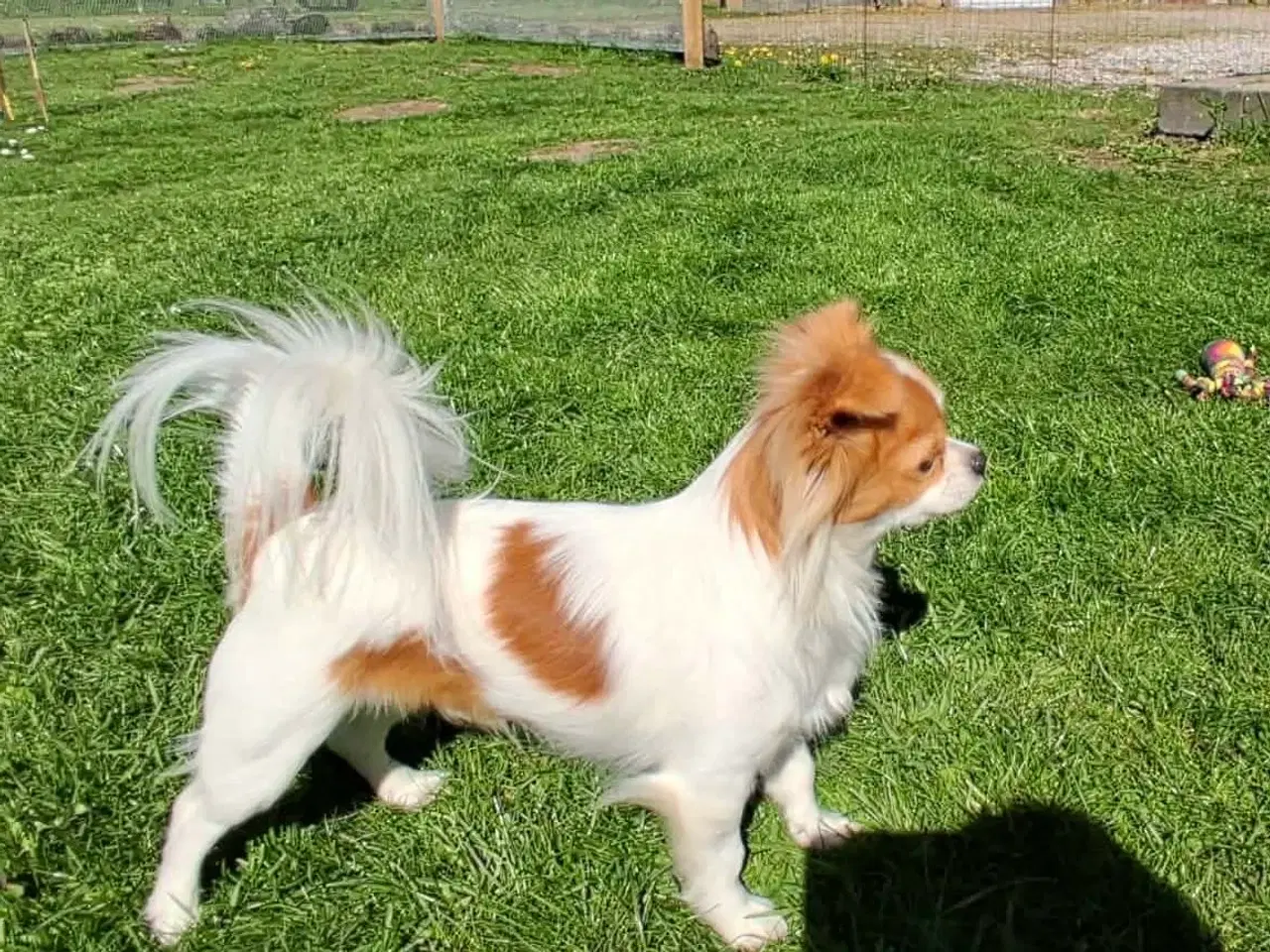 Billede 3 - Chihuahua han søger ny familie 