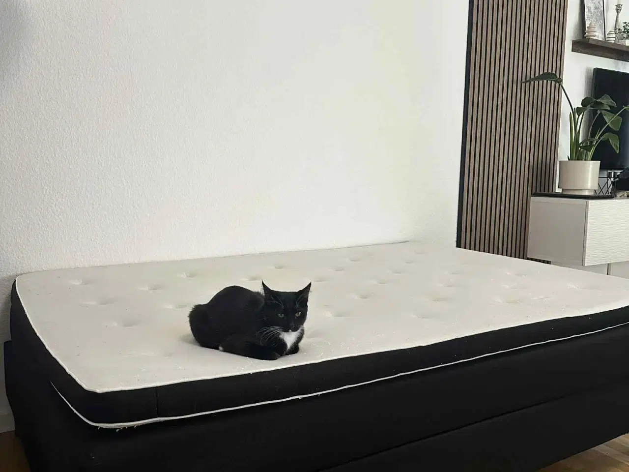 Billede 3 - Kontinental Seng ( Billig )