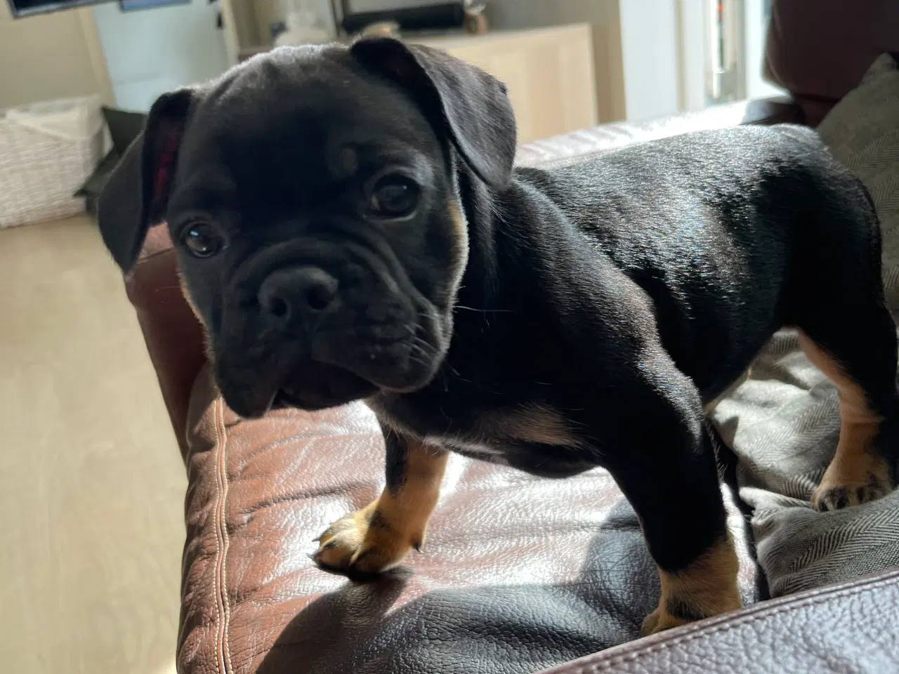 Billede 2 - Fransk bulldog 