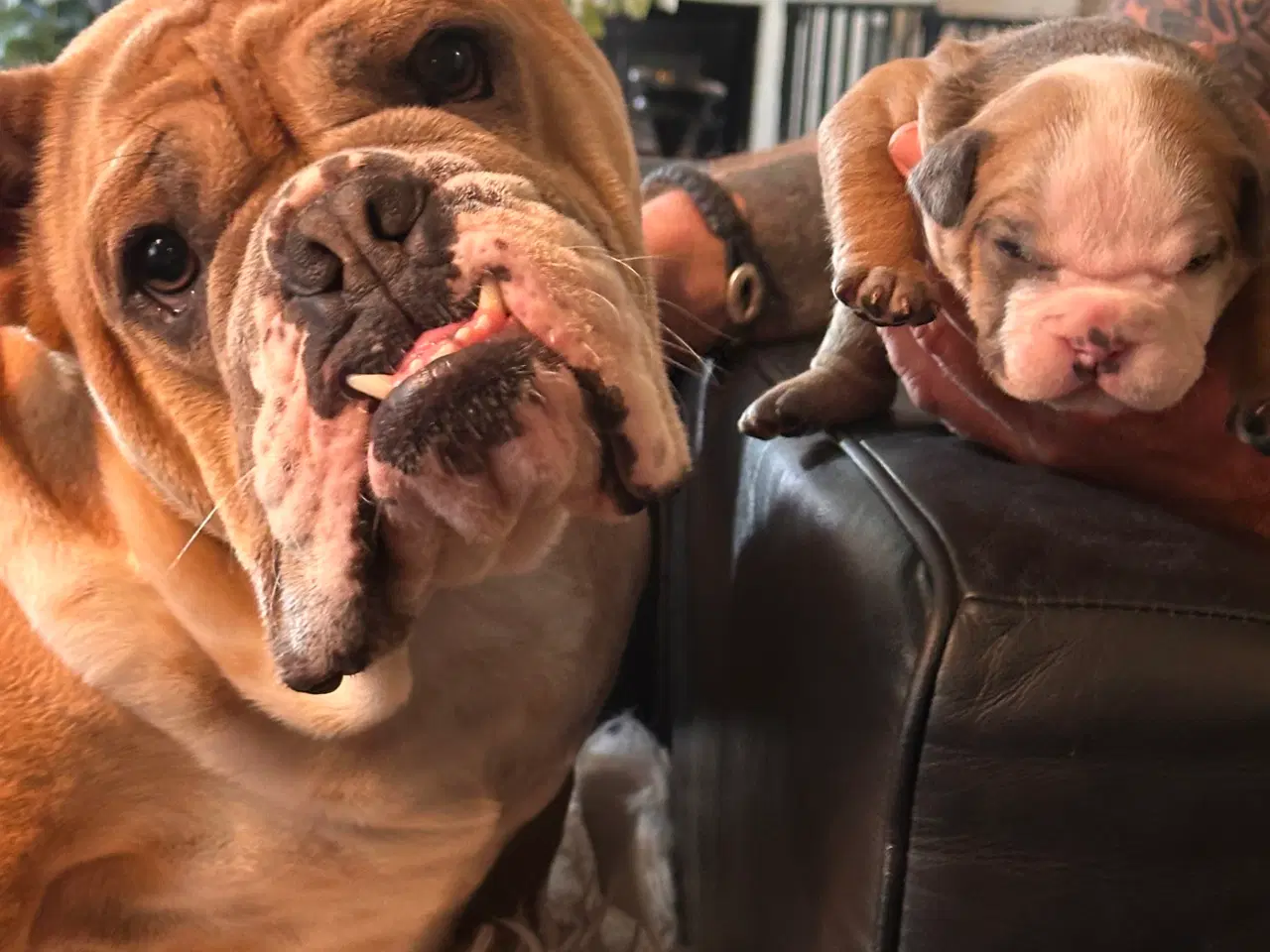 Billede 2 - English bulldog
