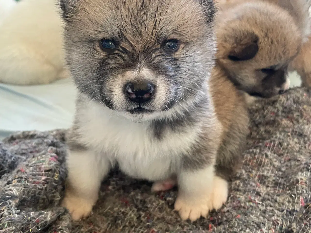 Billede 2 - Akita Inu hvalpe