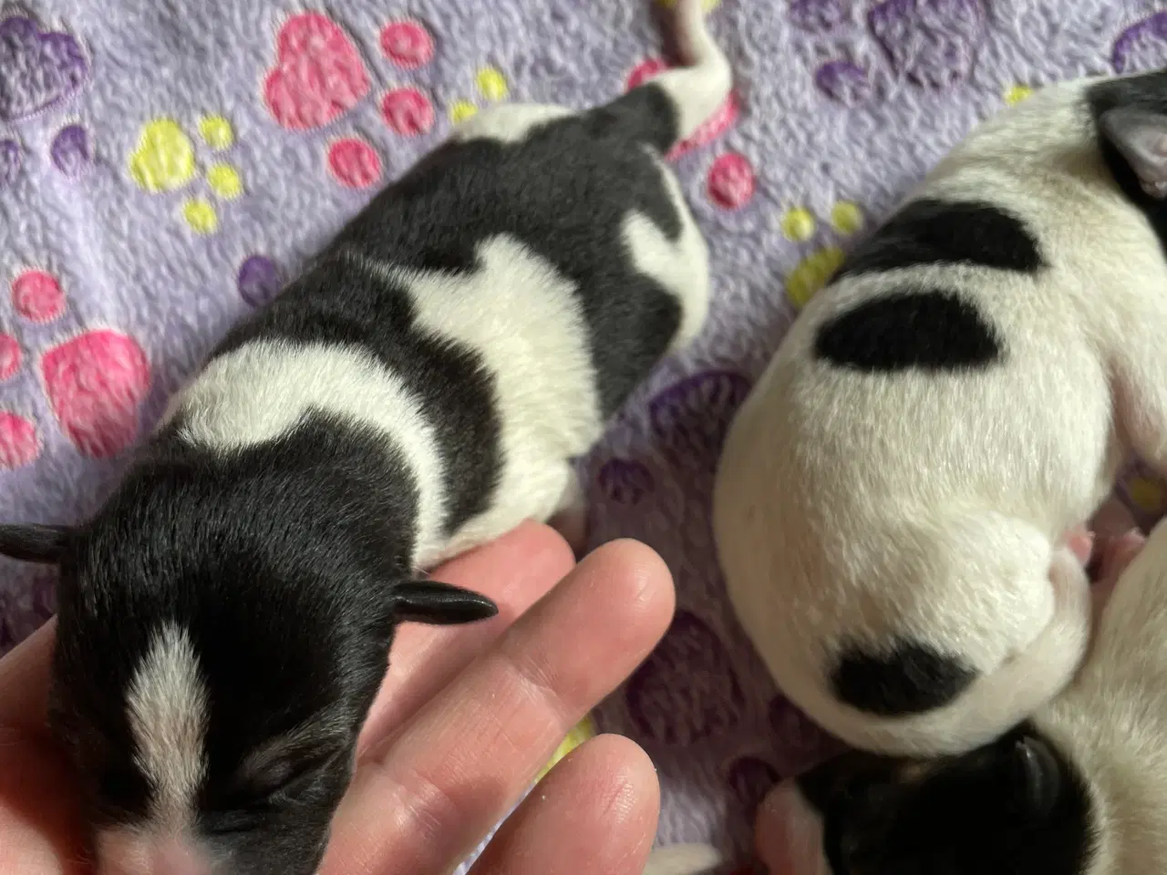 Billede 3 - Dansksvensk gårdhunde hvalpe 