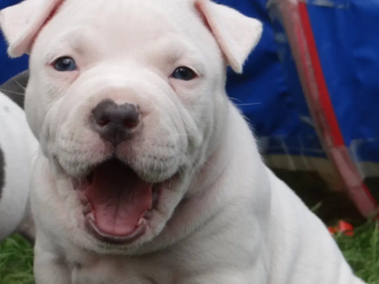 Billede 10 - American bully hvalpe 
