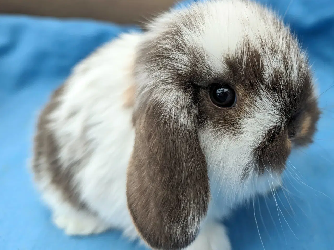 Billede 2 - Minilop kaninunge sælges 