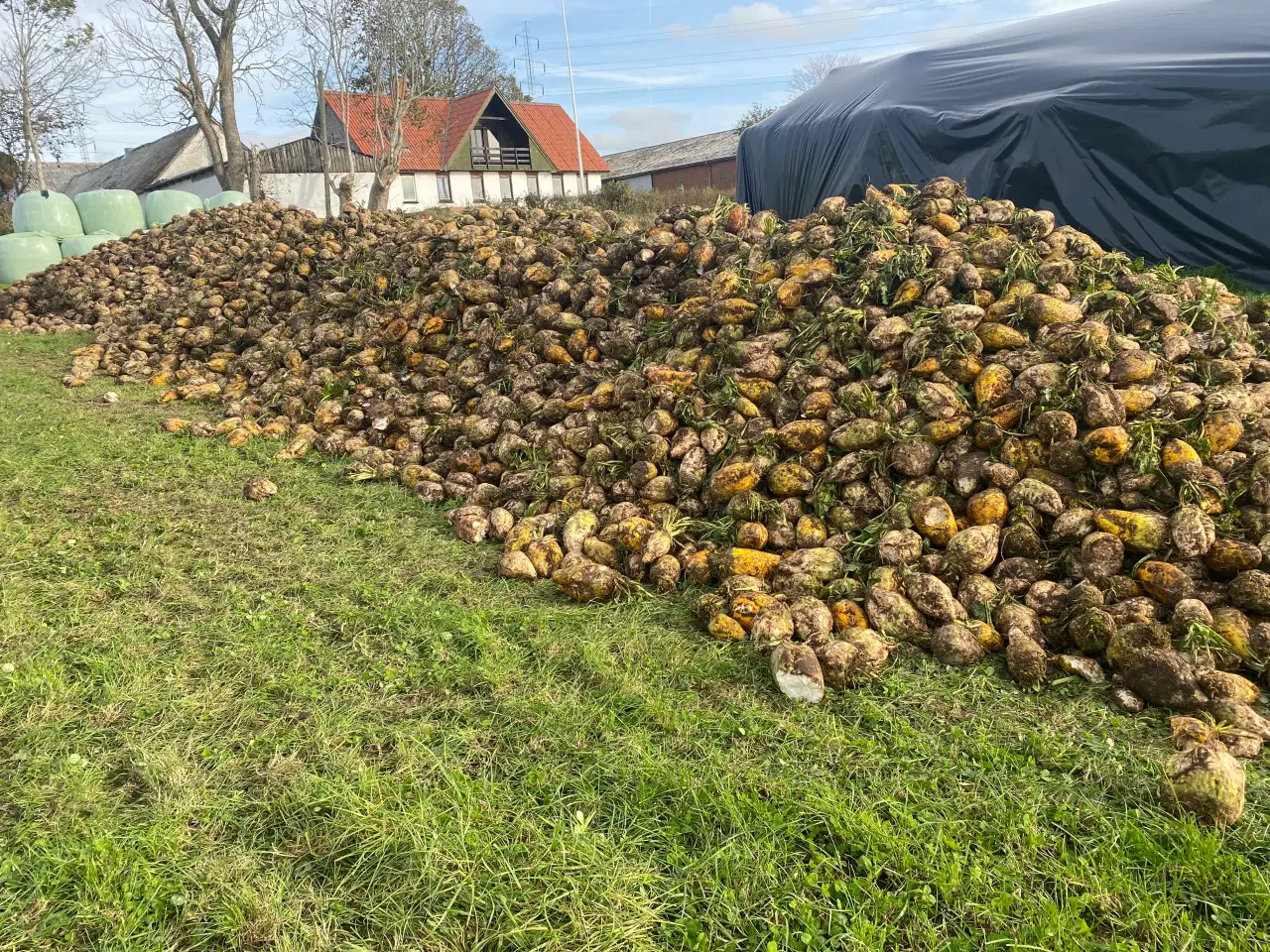 Billede 1 - Roer