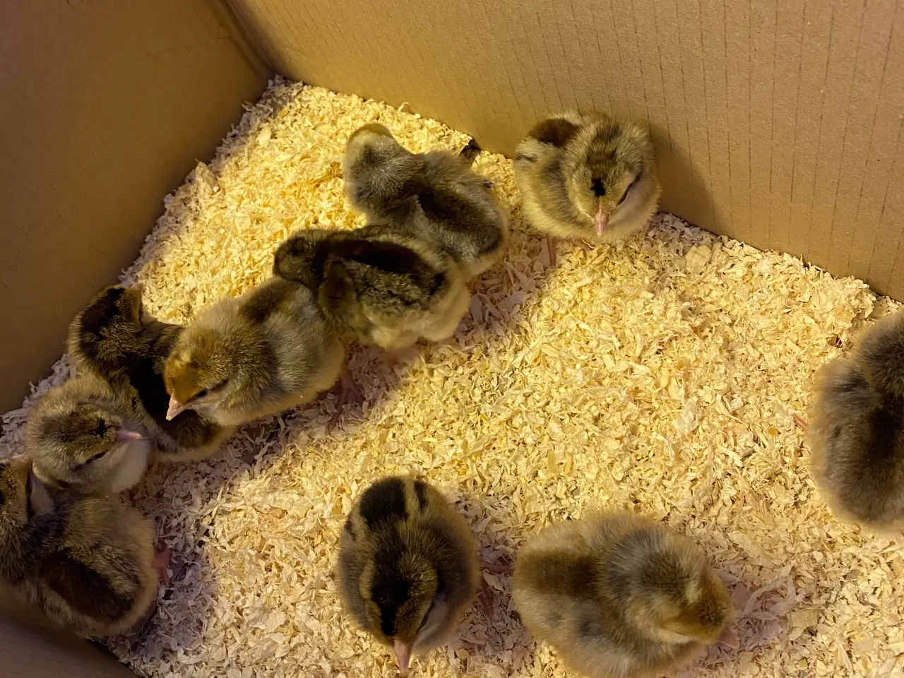 Billede 4 - Cream Lagbar rugeæg.