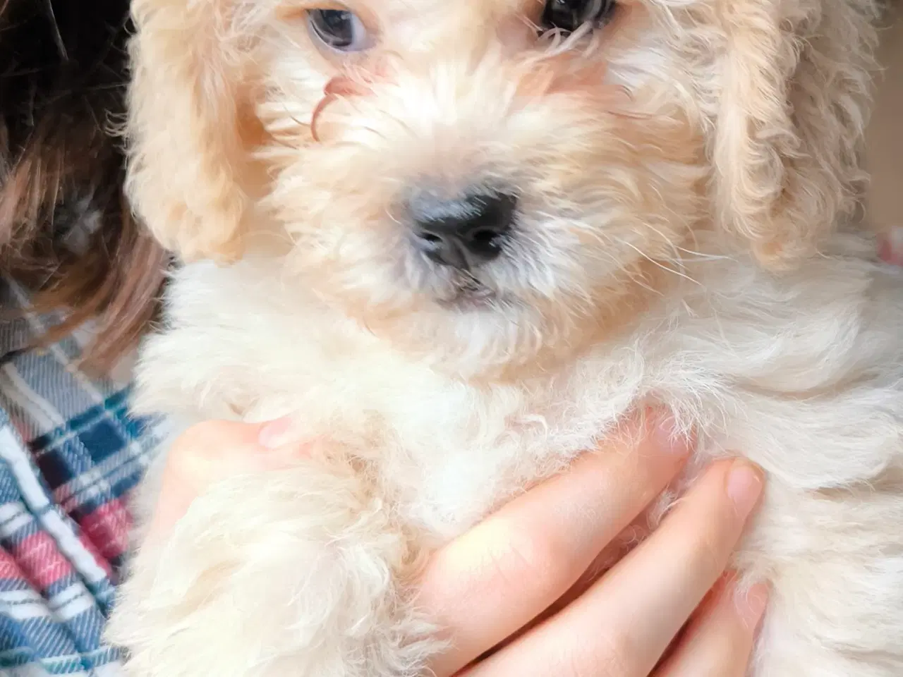 Billede 4 - Puddel/mops