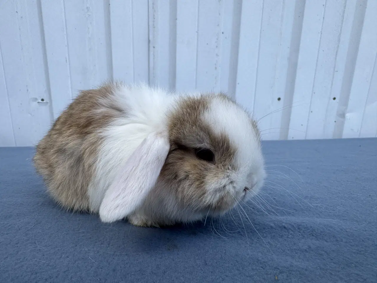 Billede 5 - Mini lop hankanin
