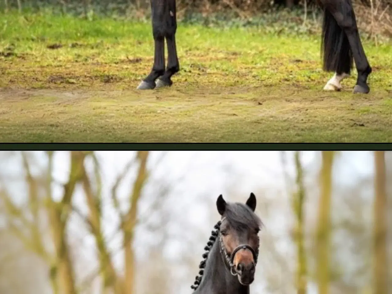 Billede 4 - 🌟 New Forest Pony hingst til salg