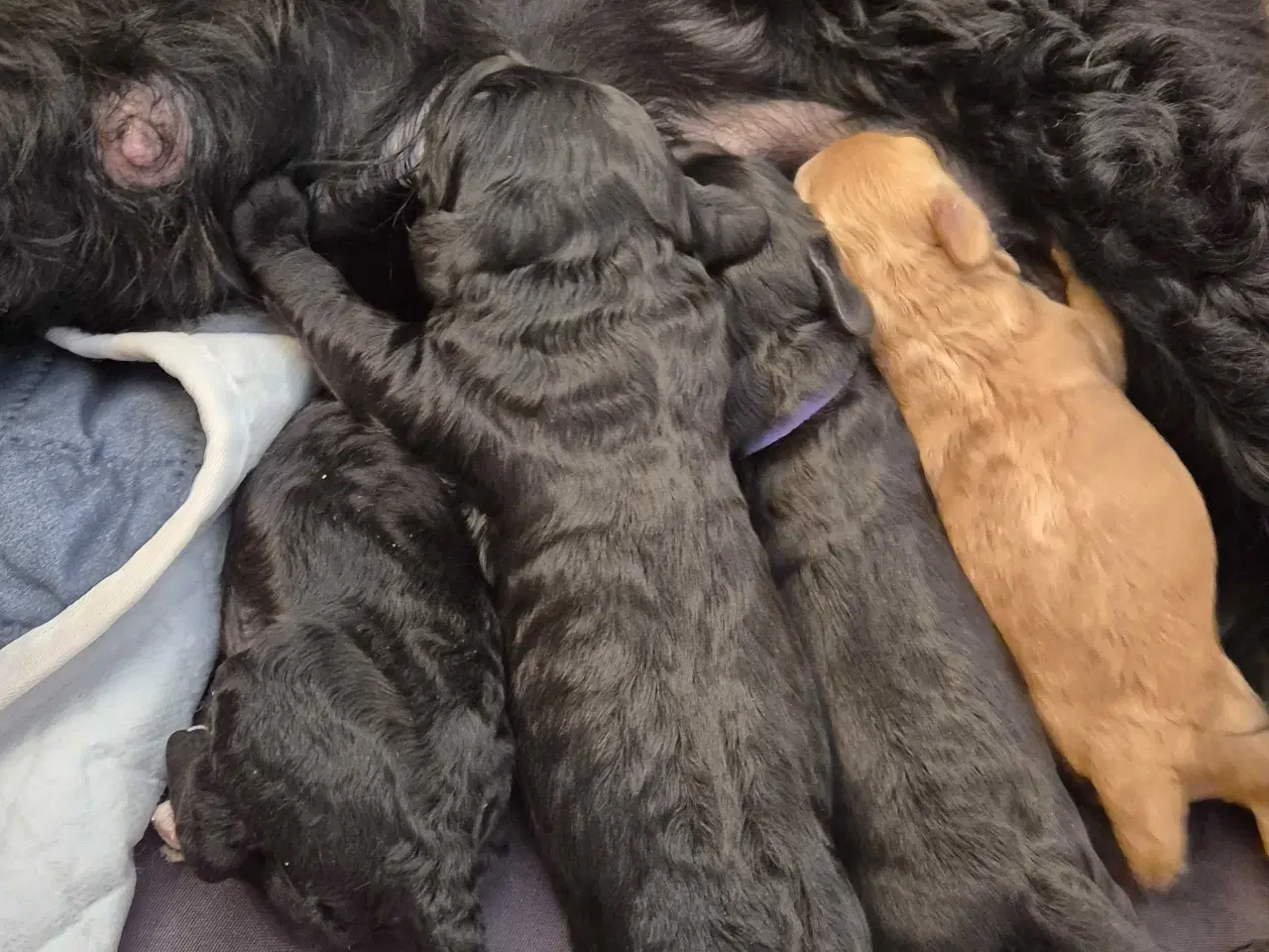 Billede 6 - Mini cockapoo f1B