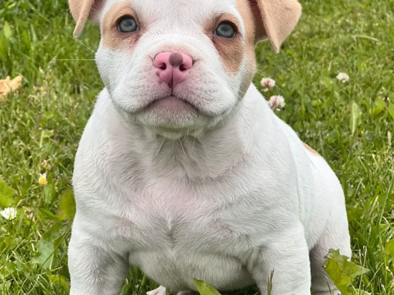 Billede 6 - Vores skønne American bully børn
