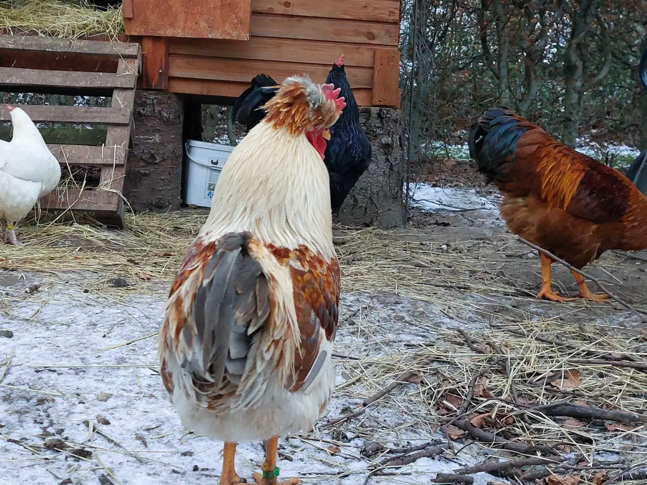 Billede 2 - Grønlæggerhane med personlighed