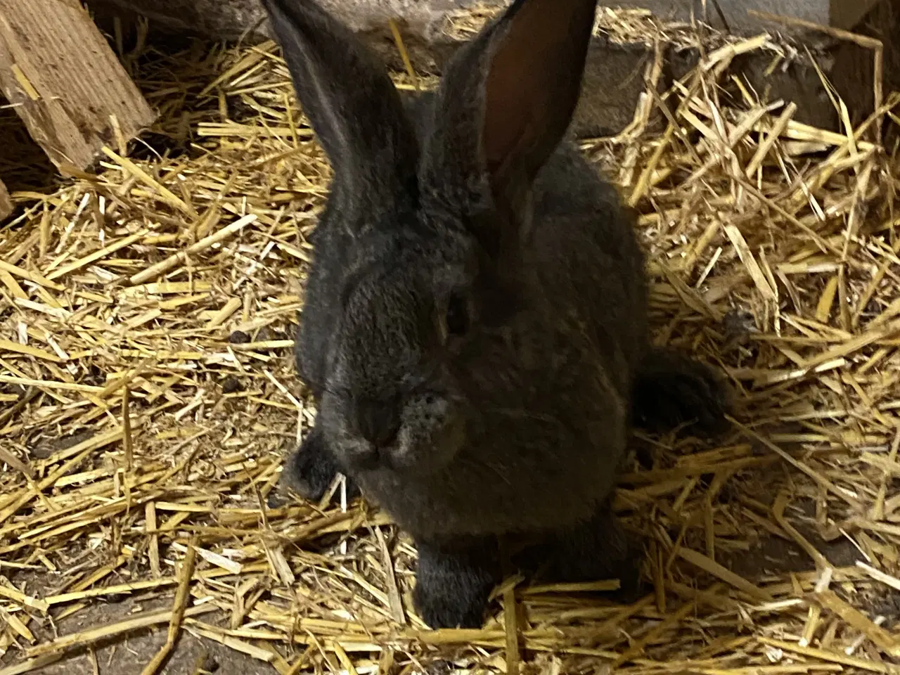 Billede 9 - Belgisk kæmpe - renracet