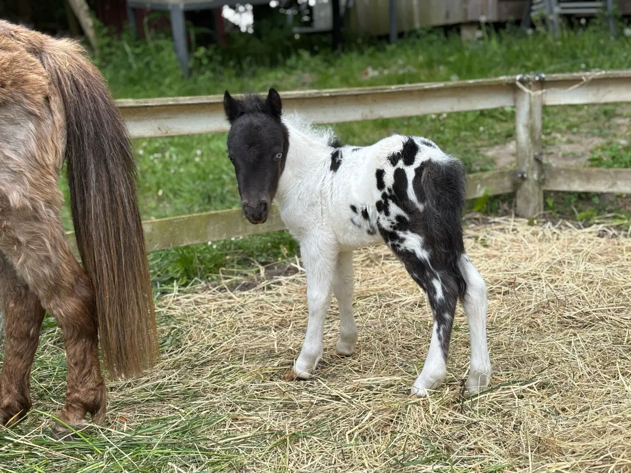 Billede 4 - Skønneste Falabella Heste